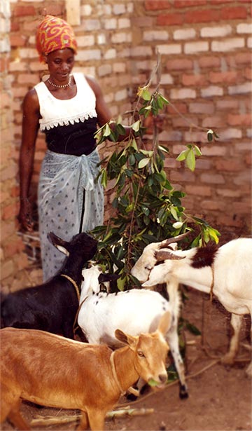 Stella Kayanja (Goats Project)